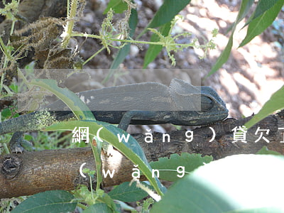 網(wǎng)貸欠了六萬(wàn)多(網(wǎng)貸欠了六萬(wàn)多)