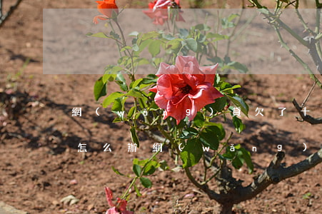 網(wǎng)貸欠了十萬(wàn)我該怎么辦(網(wǎng)貸欠十幾萬(wàn)怎么辦)