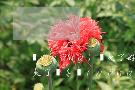 網(wǎng)貸欠了好幾萬還不起怎么辦(欠了幾千網(wǎng)貸還不上怎么辦)