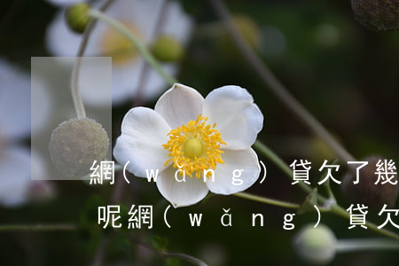 網(wǎng)貸欠了幾萬還不起了怎么辦呢(網(wǎng)貸欠了兩萬多還不起怎么辦)