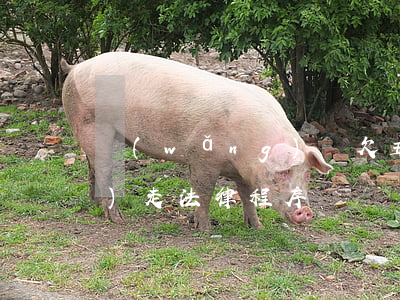 網(wǎng)貸欠五六千不還會(huì)走法律程序嗎