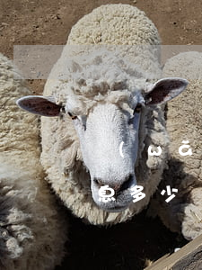 網(wǎng)貸欠五千三個(gè)月罰息多少錢(網(wǎng)貸欠五千三個(gè)月罰息多少錢)