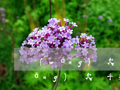 網(wǎng)貸欠兩千多會上門嗎(網(wǎng)貸欠兩千多會上門嗎)