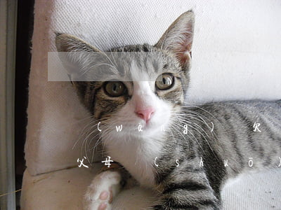 網(wǎng)貸欠兩萬(wàn)怎么跟父母說(shuō)(欠了網(wǎng)貸一萬(wàn)多怎么跟父母說(shuō))