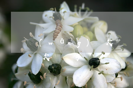 網(wǎng)貸欠兩萬三(網(wǎng)貸欠兩萬多)