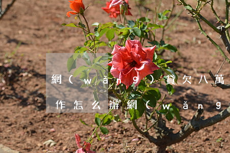網(wǎng)貸欠八萬(wàn)不找工作怎么辦(網(wǎng)貸欠了七八萬(wàn)還不起怎么辦)