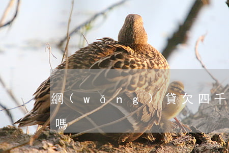 網(wǎng)貸欠四千會被列入失信人員嗎
