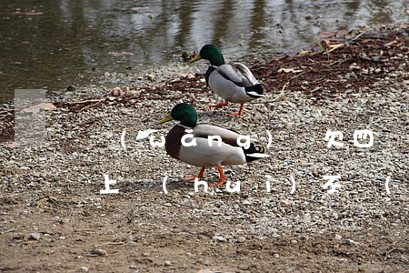 網(wǎng)貸欠四萬(wàn)元還不上會(huì)不會(huì)坐牢-