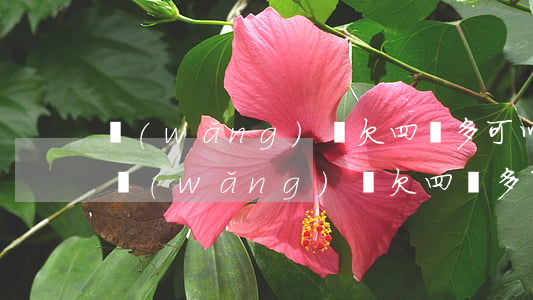 網(wǎng)貸欠四萬多可以貸款買車嗎(網(wǎng)貸欠四萬多可以貸款買車嗎)