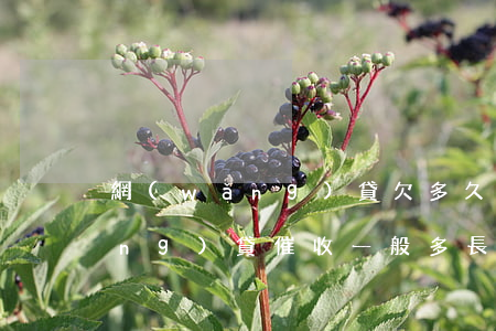 網(wǎng)貸欠多久開始催收(網(wǎng)貸催收一般多長時間)