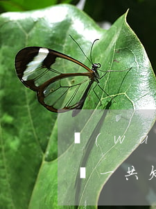 網(wǎng)貸欠多五萬(網(wǎng)貸一共欠了5萬)