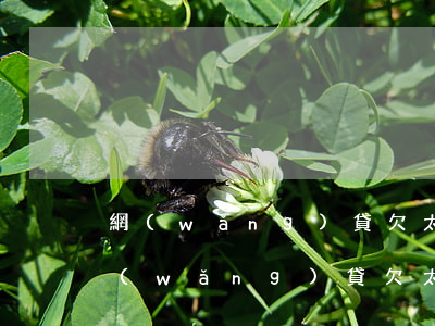 網(wǎng)貸欠太久利息太高怎么辦(網(wǎng)貸欠太久利息太高怎么辦)