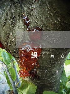 網(wǎng)貸欠太多還不起 跑路(網(wǎng)貸欠太多還不起 跑路)