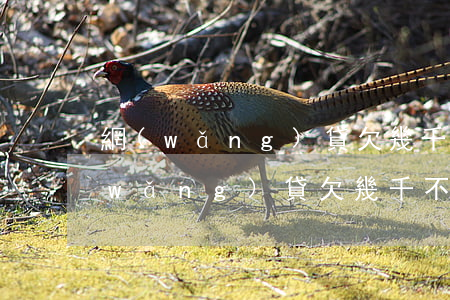 網(wǎng)貸欠幾千不還會怎么樣(網(wǎng)貸欠幾千不還會怎么樣)