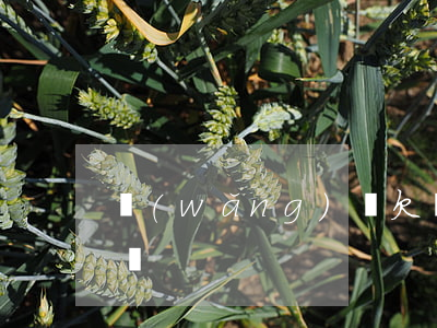 網(wǎng)貸欠幾百塊錢沒(méi)還
