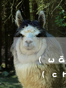 網(wǎng)貸欠幾萬(wàn)還能辦車(chē)貸嗎(有一萬(wàn)多的網(wǎng)貸能辦車(chē)貸嗎)