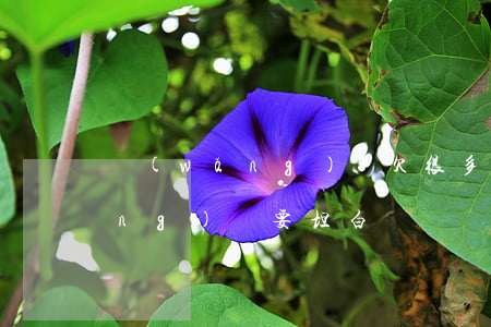 網(wǎng)貸欠很多怎么坦白(網(wǎng)貸要坦白嗎)