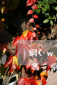 網(wǎng)貸欠很多錢還能申請信用卡嗎-網(wǎng)貸欠很多錢還能申請信用卡嗎知乎