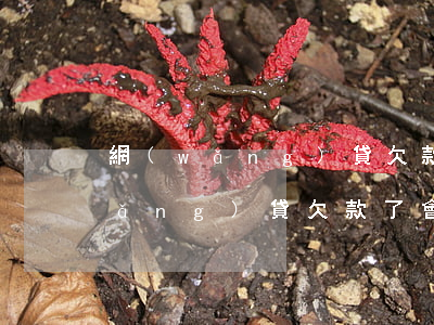 網(wǎng)貸欠款了會被起訴么(網(wǎng)貸欠款了會被起訴么)