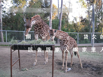 網(wǎng)貸欠的太多應(yīng)該告訴家人嘛(家里人欠網(wǎng)貸)