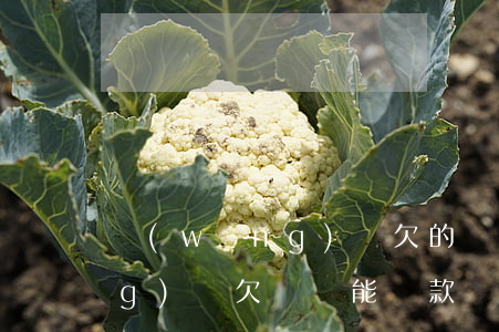 網(wǎng)貸欠的錢用還不(網(wǎng)貸欠錢還能貸款嗎)