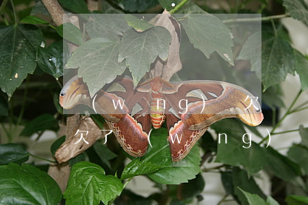 網(wǎng)貸欠賭債人死了怎么辦(賭博欠了網(wǎng)貸十幾萬(wàn)怎么辦)