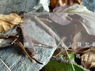 網(wǎng)貸欠銀行一百萬沒錢還會(huì)坐牢嗎(欠網(wǎng)貸幾千塊錢會(huì)坐牢嗎)