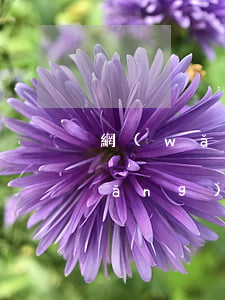網(wǎng)貸款還不起該怎么辦(網(wǎng)貸款還不起該怎么辦理)