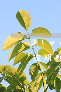 網(wǎng)貸沒(méi)錢還了可以逾期嘛(網(wǎng)貸到期了沒(méi)錢還怎么辦)