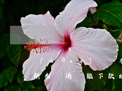 網(wǎng)貸沒有逾期并全部還清(有逾期未還清還能下款的網(wǎng)貸)
