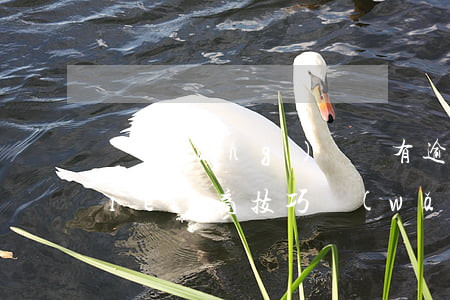 網(wǎng)貸沒有逾期提前還款協(xié)商技巧(網(wǎng)貸如何協(xié)商推遲還款)