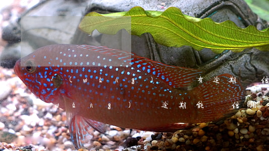 網(wǎng)貸沒有逾期辦信用卡嗎(網(wǎng)貸逾期能辦信用卡嗎?)