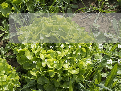 網(wǎng)貸沒逾期信用卡被拒(有網(wǎng)貸申請信用卡會被拒嗎)