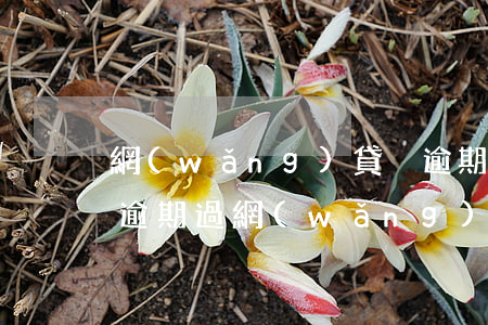 網(wǎng)貸沒逾期全部不放款(我沒有逾期過,網(wǎng)貸怎么都下不了款)