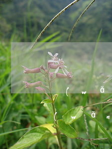 網(wǎng)貸沒逾期會(huì)成網(wǎng)黑嗎