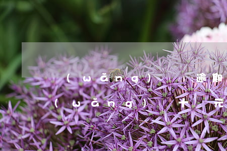 網(wǎng)貸沒逾期能給人擔保嗎(欠網(wǎng)貸十萬元可以給人擔保嗎)