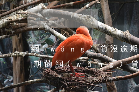 網(wǎng)貸沒逾期銀行能看到(不看逾期的網(wǎng)貸)