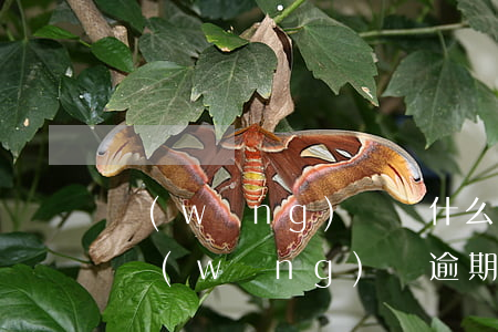 網(wǎng)貸為什么逾期二年多不起訴(網(wǎng)貸逾期兩年多了都沒起訴)