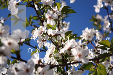 網(wǎng)貸無(wú)逾期查征信能查到嗎(網(wǎng)貸無(wú)逾期查征信能查到嗎)