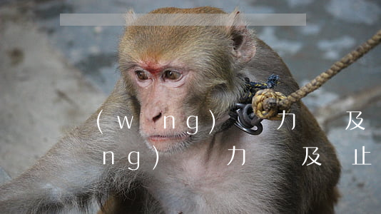 網(wǎng)貸無力償還及時止損 網(wǎng)貸無力償還及時止損怎么辦