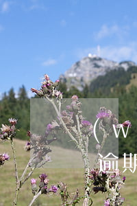 網(wǎng)貸無逾期，網(wǎng)貸無逾期還清后征信多久能恢復(fù)正常