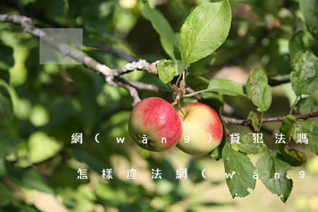 網(wǎng)貸犯法嗎不還會(huì)怎樣(違法網(wǎng)貸不還會(huì)有什么后果)