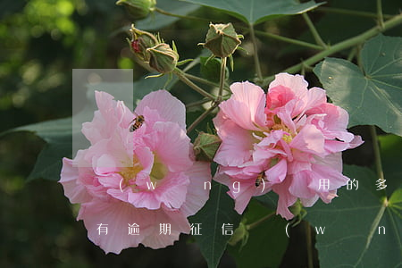 網(wǎng)貸用的多但是沒(méi)有逾期(征信網(wǎng)貸多但是沒(méi)有逾期)