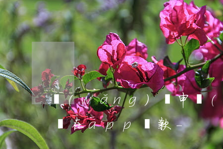 網(wǎng)貸申請(qǐng)減免不給在app還款-