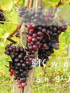 網(wǎng)貸申請多次沒有逾期(網(wǎng)貸申請多了,被拒怎么辦,沒有逾期過)