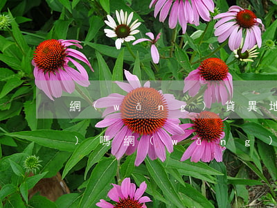 網(wǎng)貸異地起訴會凍結(jié)嗎(網(wǎng)貸異地起訴會凍結(jié)嗎銀行卡)