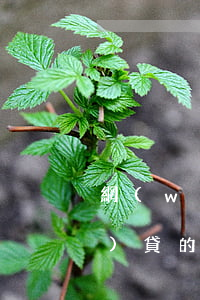 網(wǎng)貸的悲慘案例(網(wǎng)貸的悲慘案例)