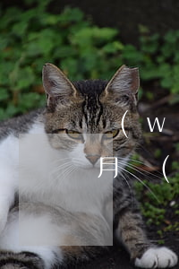 網(wǎng)貸的欠款逾期幾個(gè)月(網(wǎng)貸逾期幾個(gè)月了)