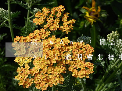 網(wǎng)貸監(jiān)管內(nèi)逾期會怎樣(網(wǎng)貸逾期需要知道法律)