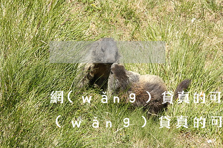 網(wǎng)貸真的可以停息掛賬嗎-網(wǎng)貸真的可以停息掛賬嗎知乎